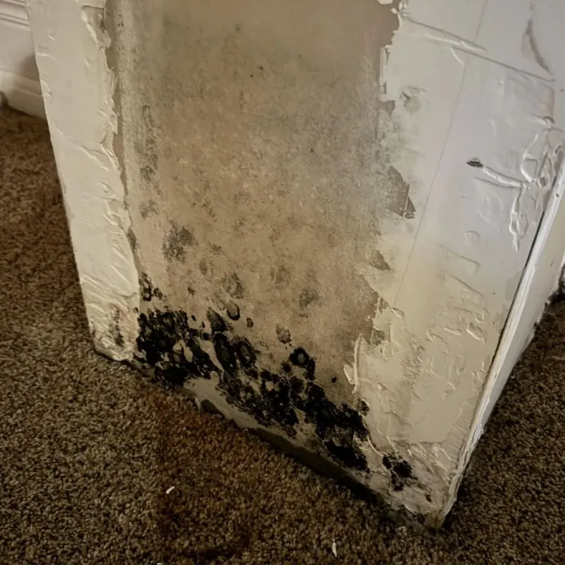 Professional Mold Removal in El Cenizo, TX